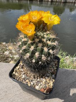 Preview: Weingartia lanata
